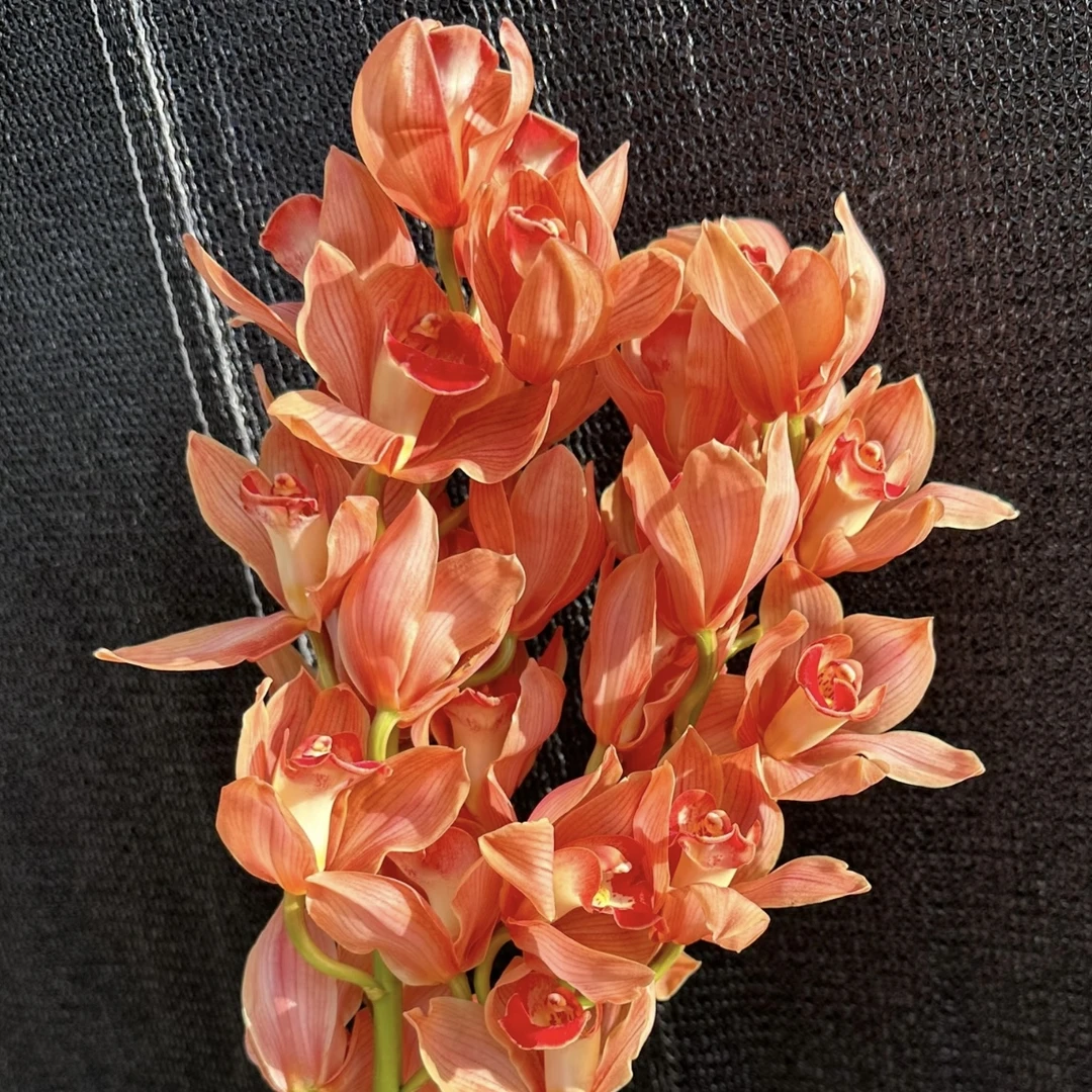 梦境【直兰】大花蕙兰年宵花盆栽花卉多年生室内阳台