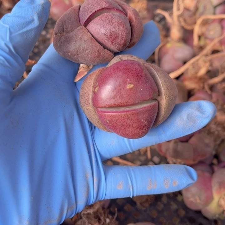 两颗紫元宝88888888888