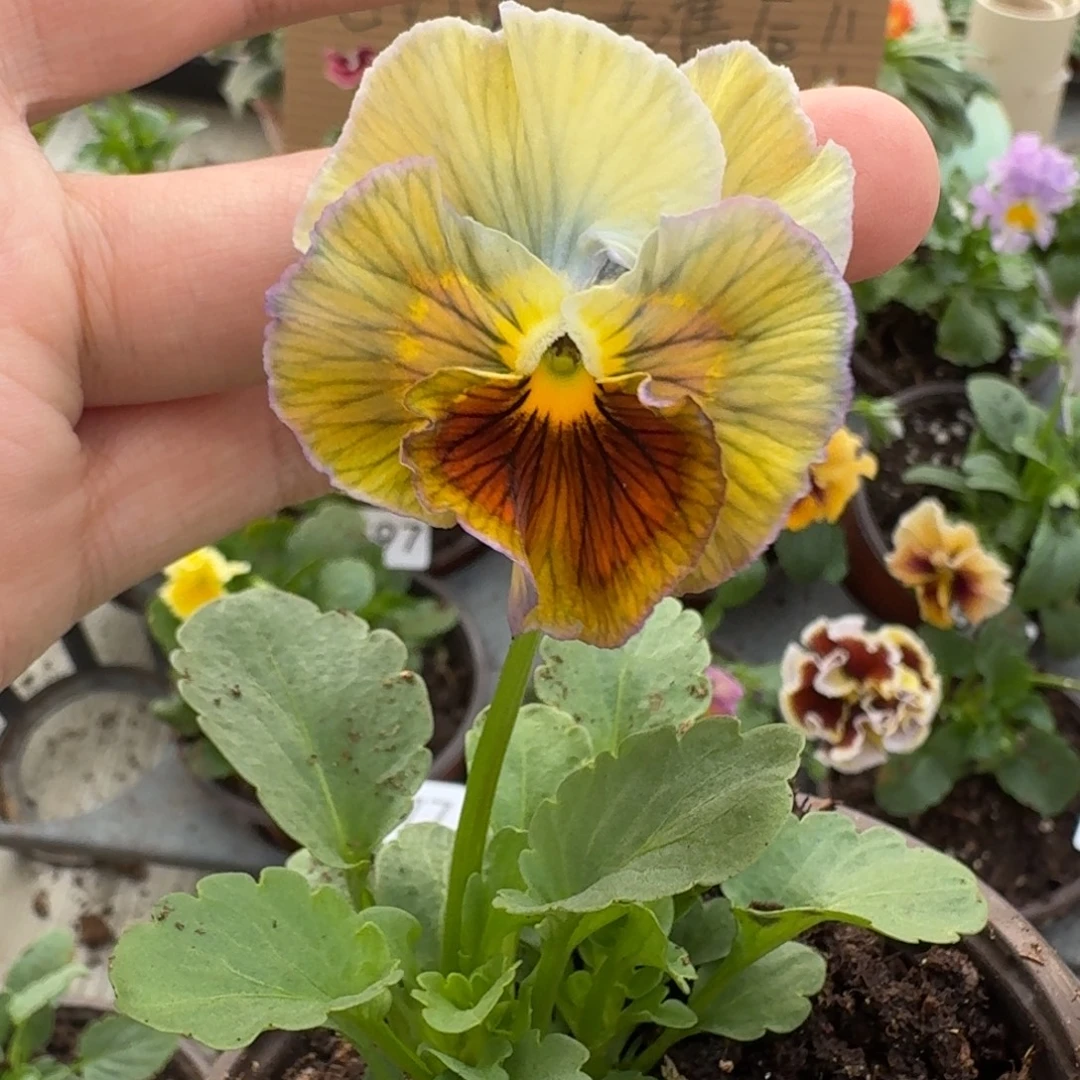 大部分花苞少量开放600