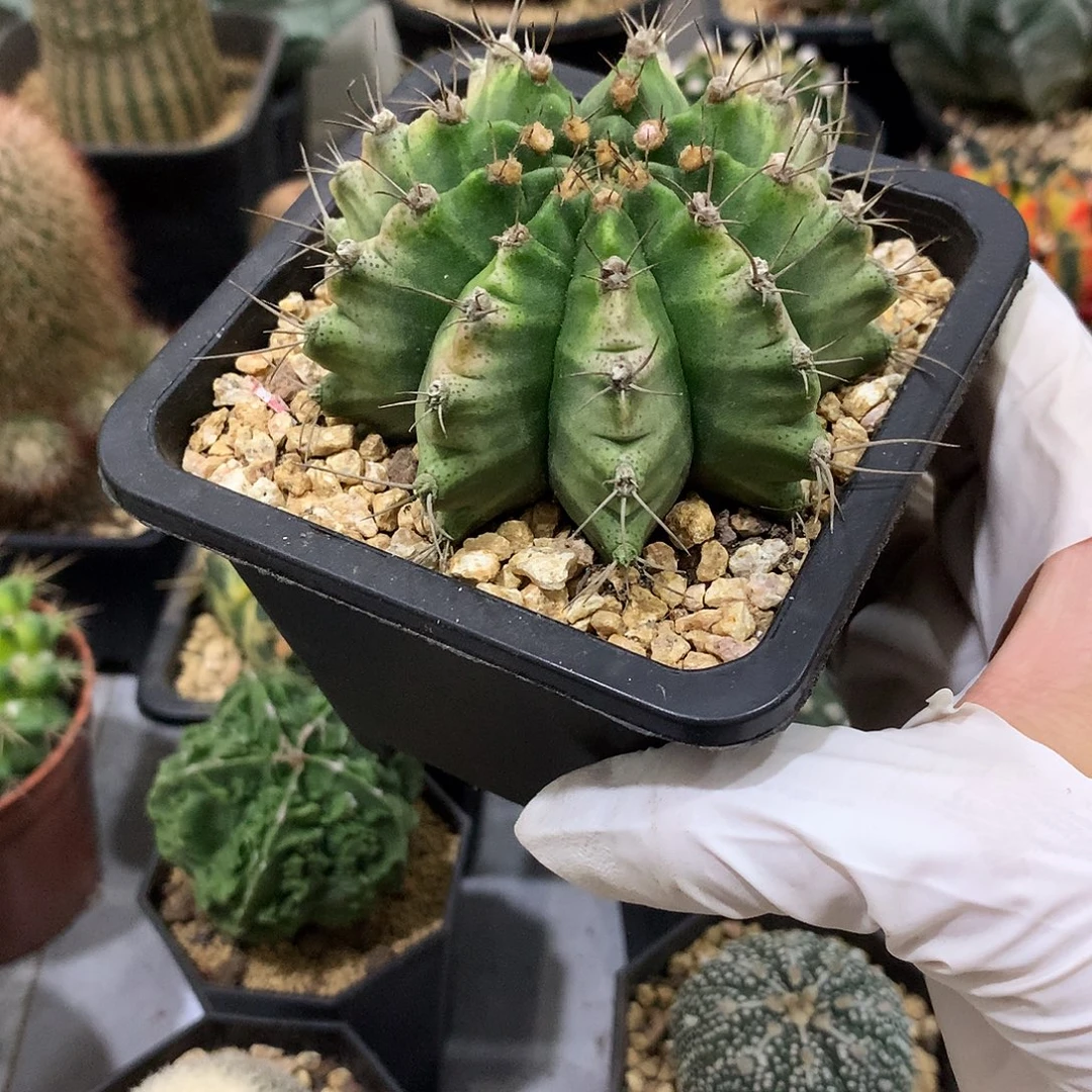 当前无花栽培后可以开花实生根龟甲牡丹