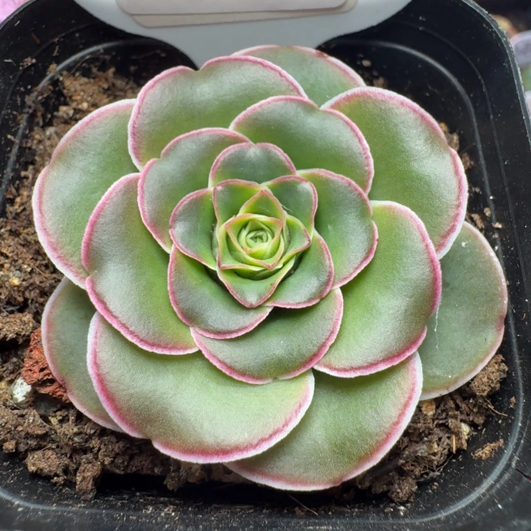 楹楹-29-冠幅  4CM