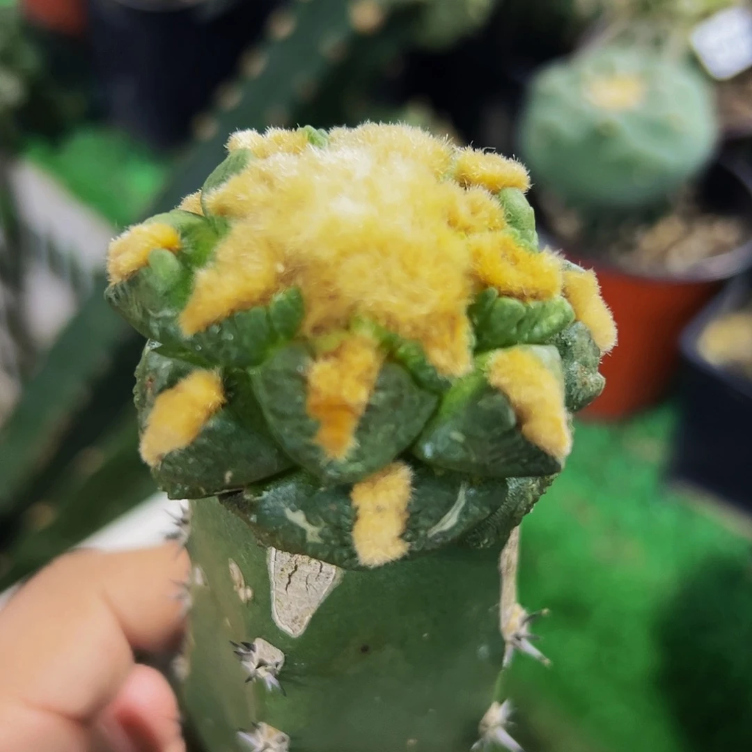 全部花朵连山牡丹643