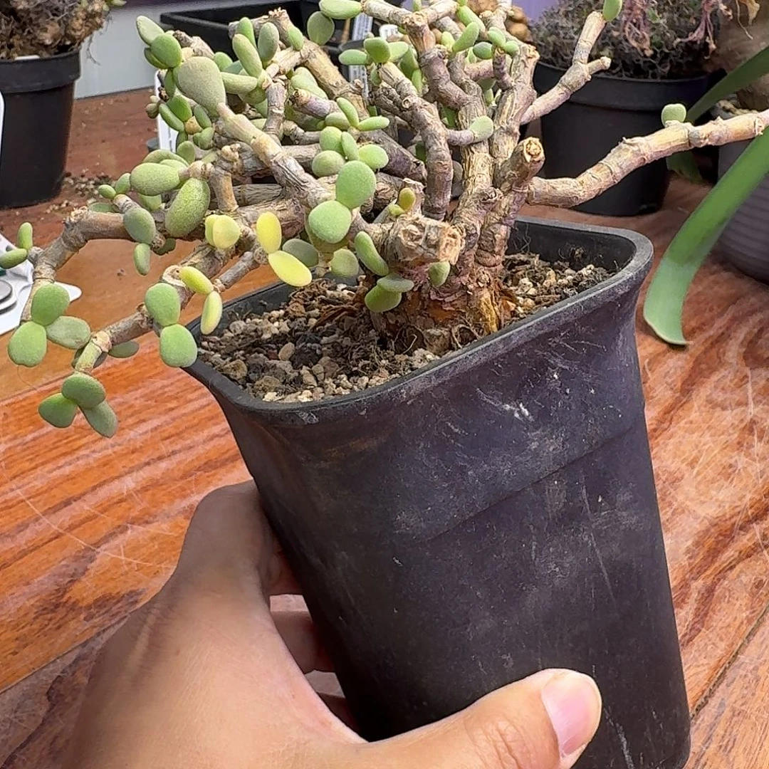 延寿城锦一个带盆发