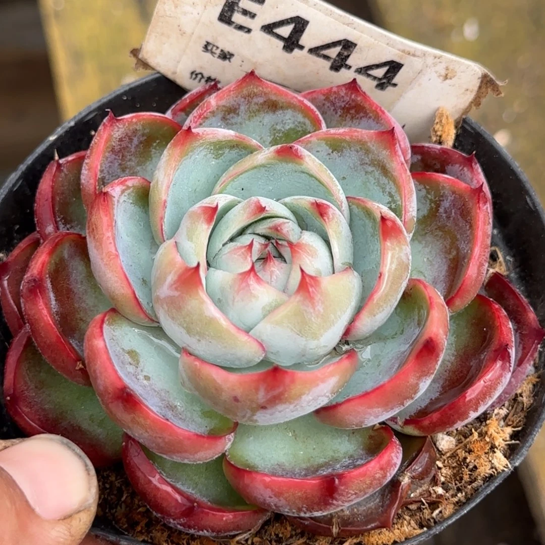 玫瑰惊鸿一物一拍包装收缩花旱444