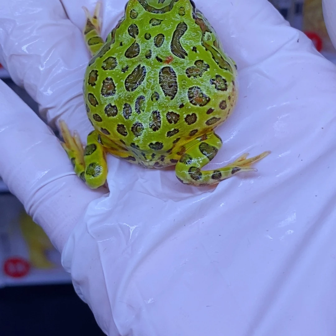 角蛙角蛙3-10cm闪购专享链接