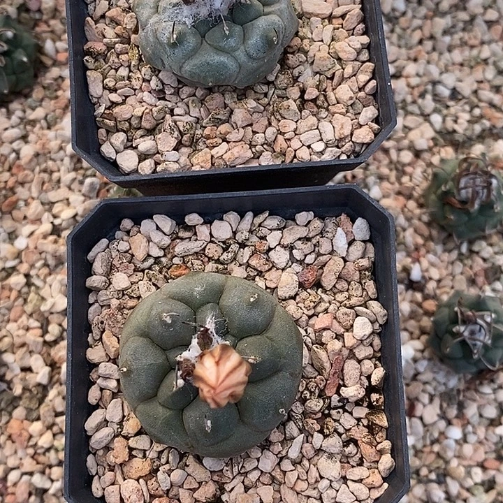 叮***猫娇丽冬云两个一组