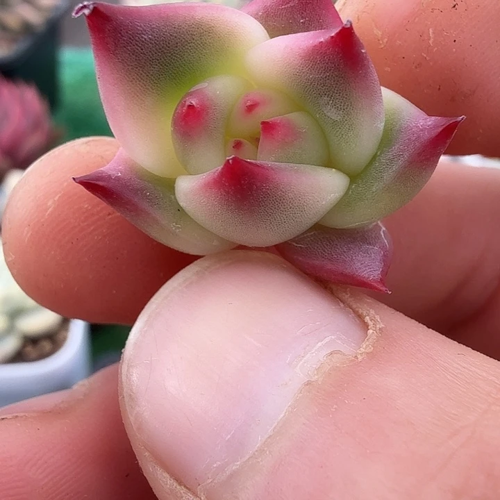 罗宾锦多肉锦植物