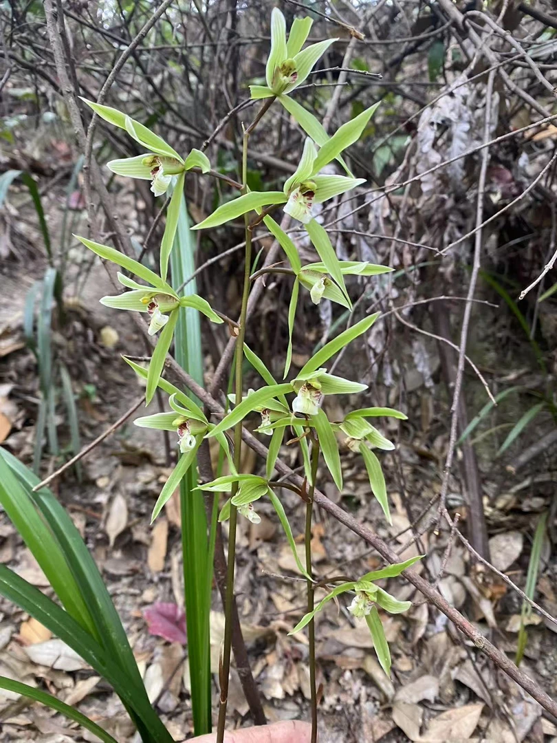 浓香林下，寒兰，春兰，兔耳兰，名贵国兰（一物一拍链接私拍不发货）