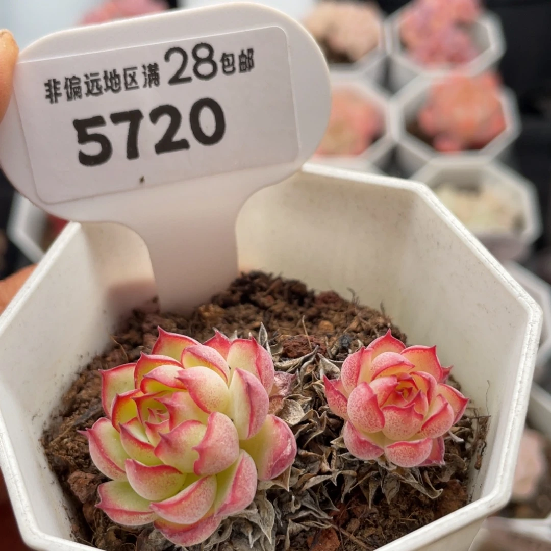 梦幻玫瑰5720-5.0厘米