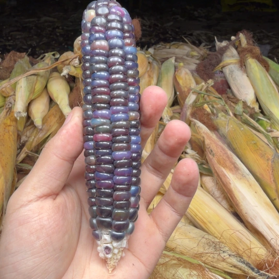 是***ˊ柏香籽/百香籽吊坠