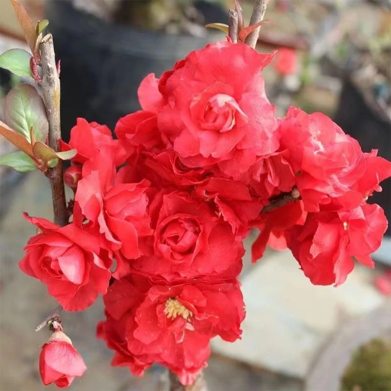 （爆花机器}原生提跟花贵妃海棠花四季梦绘卷海芽春节开花