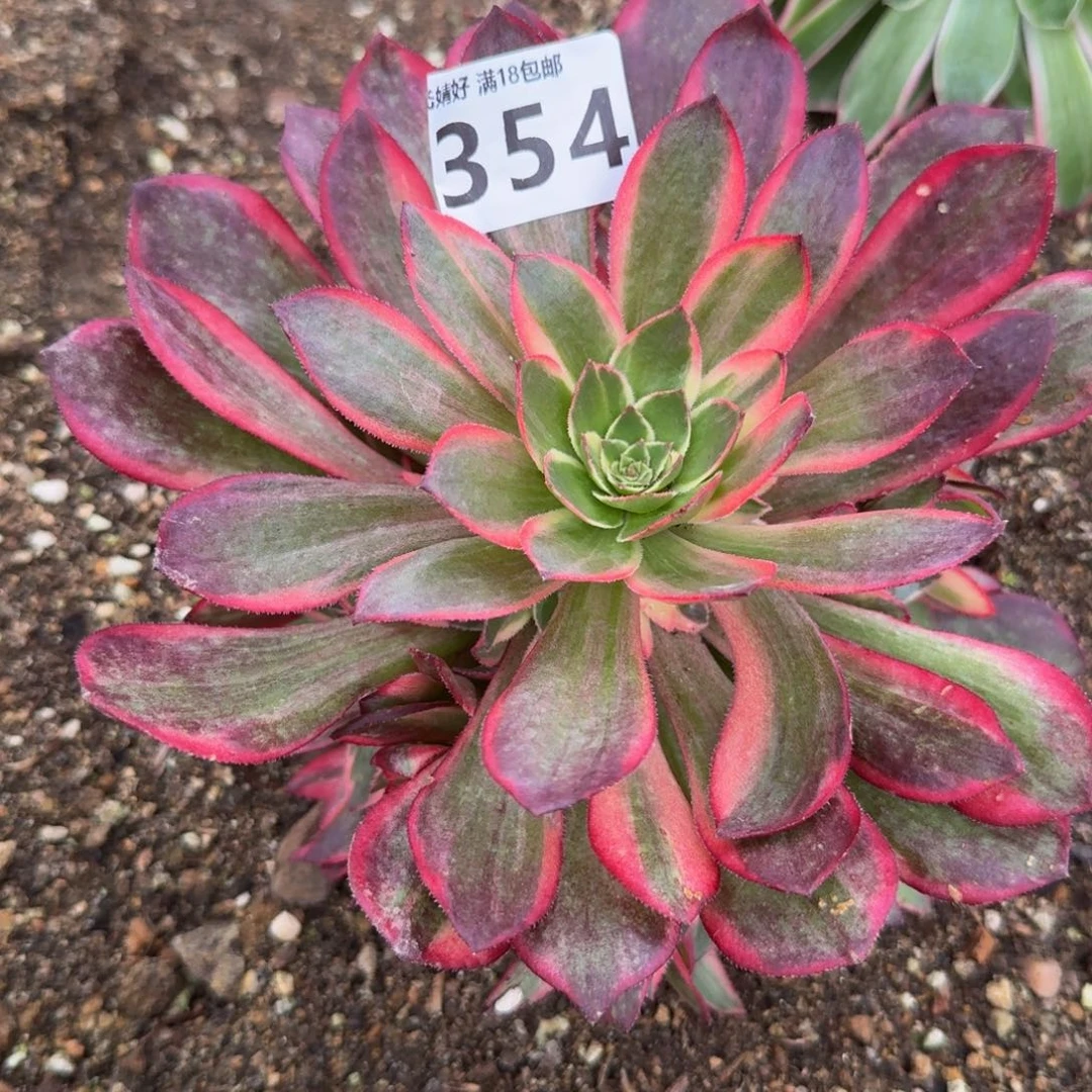 樱**子354黑魔锦。多肉植物