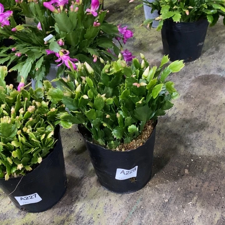 大部分花苞少量开放228盆栽黄重