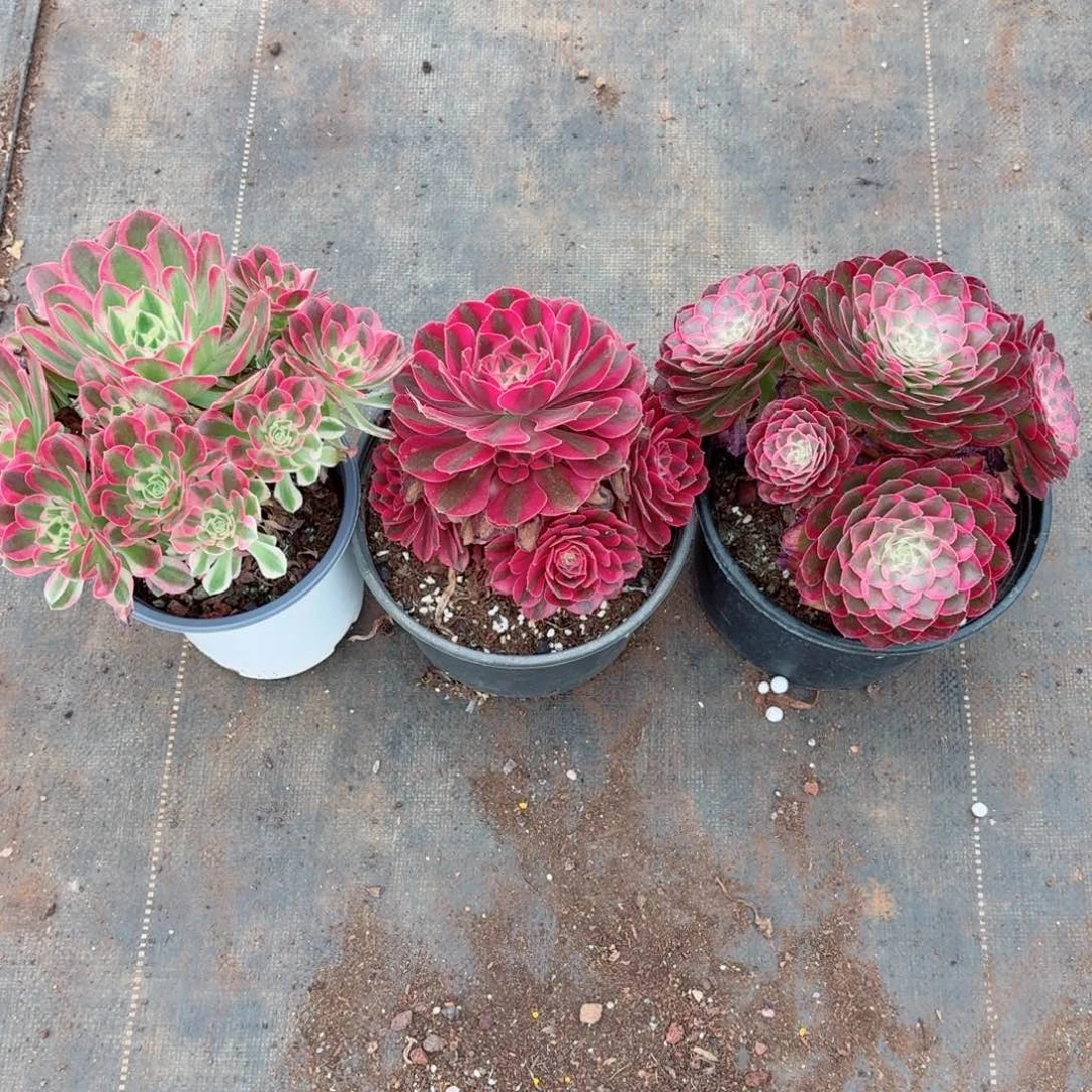 粉水晶+粉女巫+孔雀翎三颗套餐