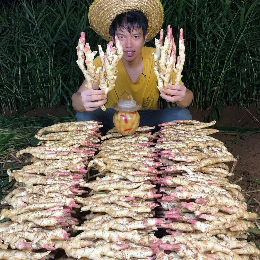 广西红芽嫩仔姜子姜醋泡姜凉拌姜美味当季蔬菜农家自种现挖五指姜