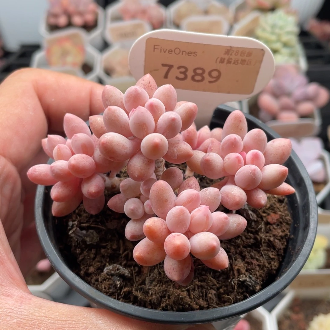 婴儿手指7389-8厘米