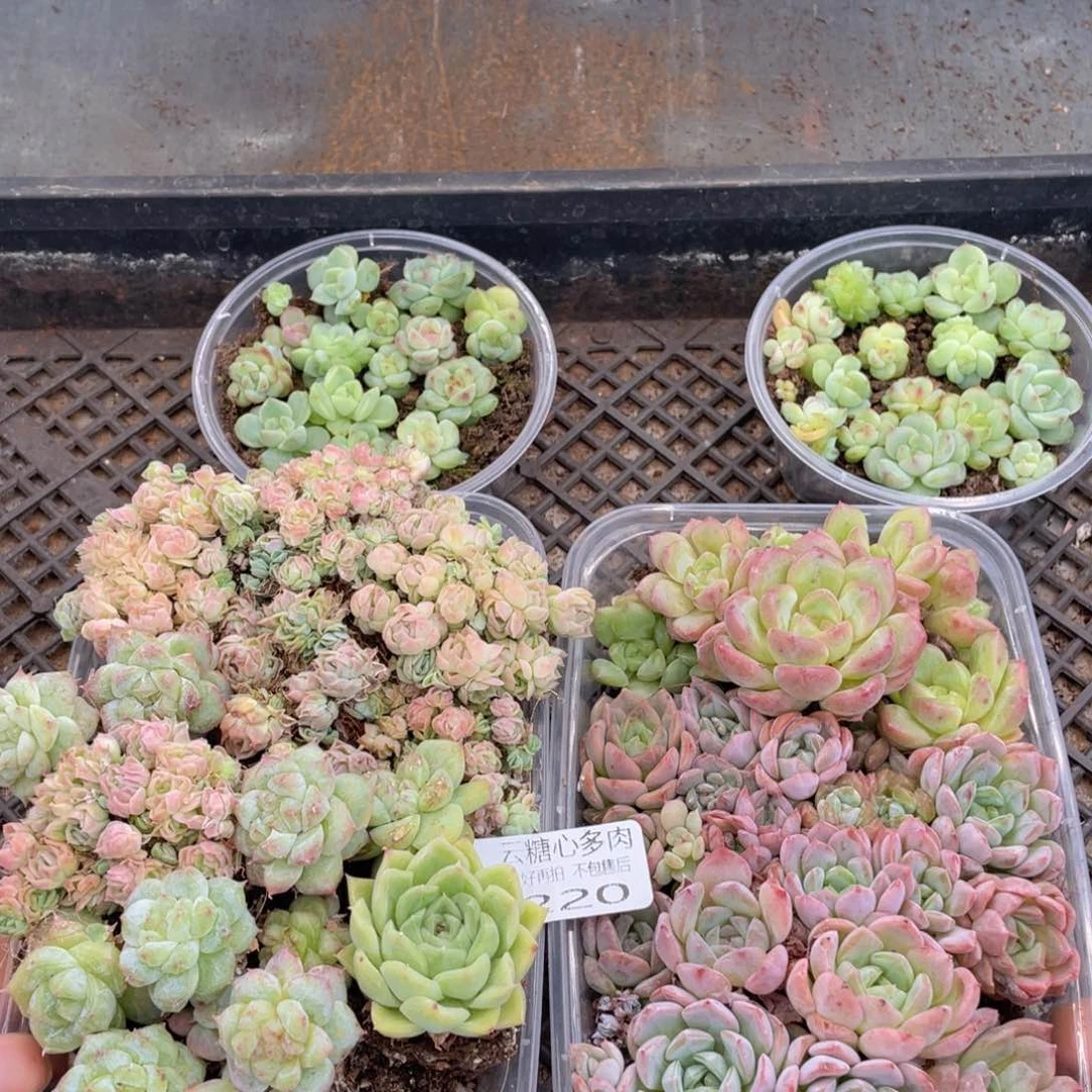 云糖心多肉植物220