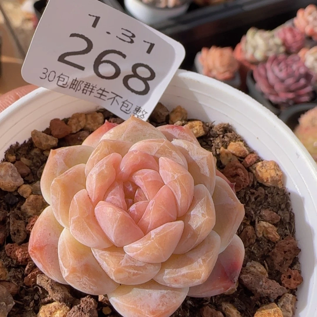 糖心一颗脱土发货的