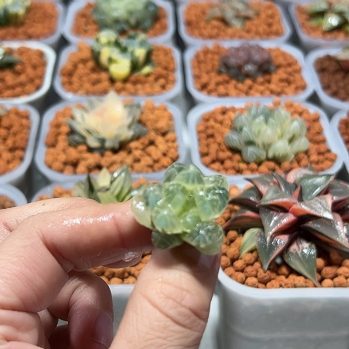 舂***瓜十二卷多肉实生玉露锦