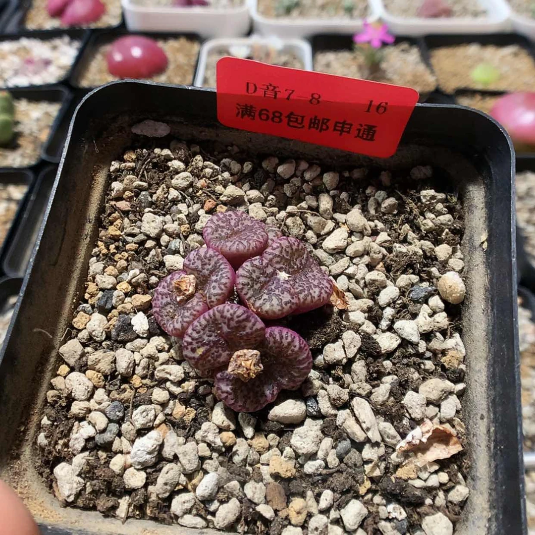 【闪购商品】7-8-16 安贞 20