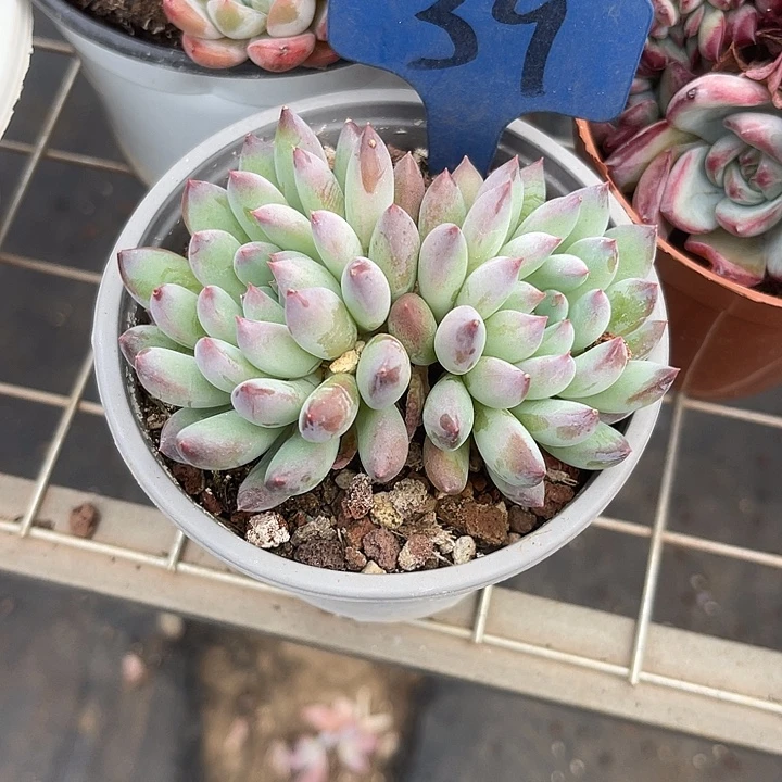 两单包邮，一物一拍39冰美人