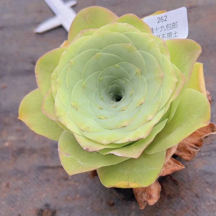 262 裸根不带土发货不包损