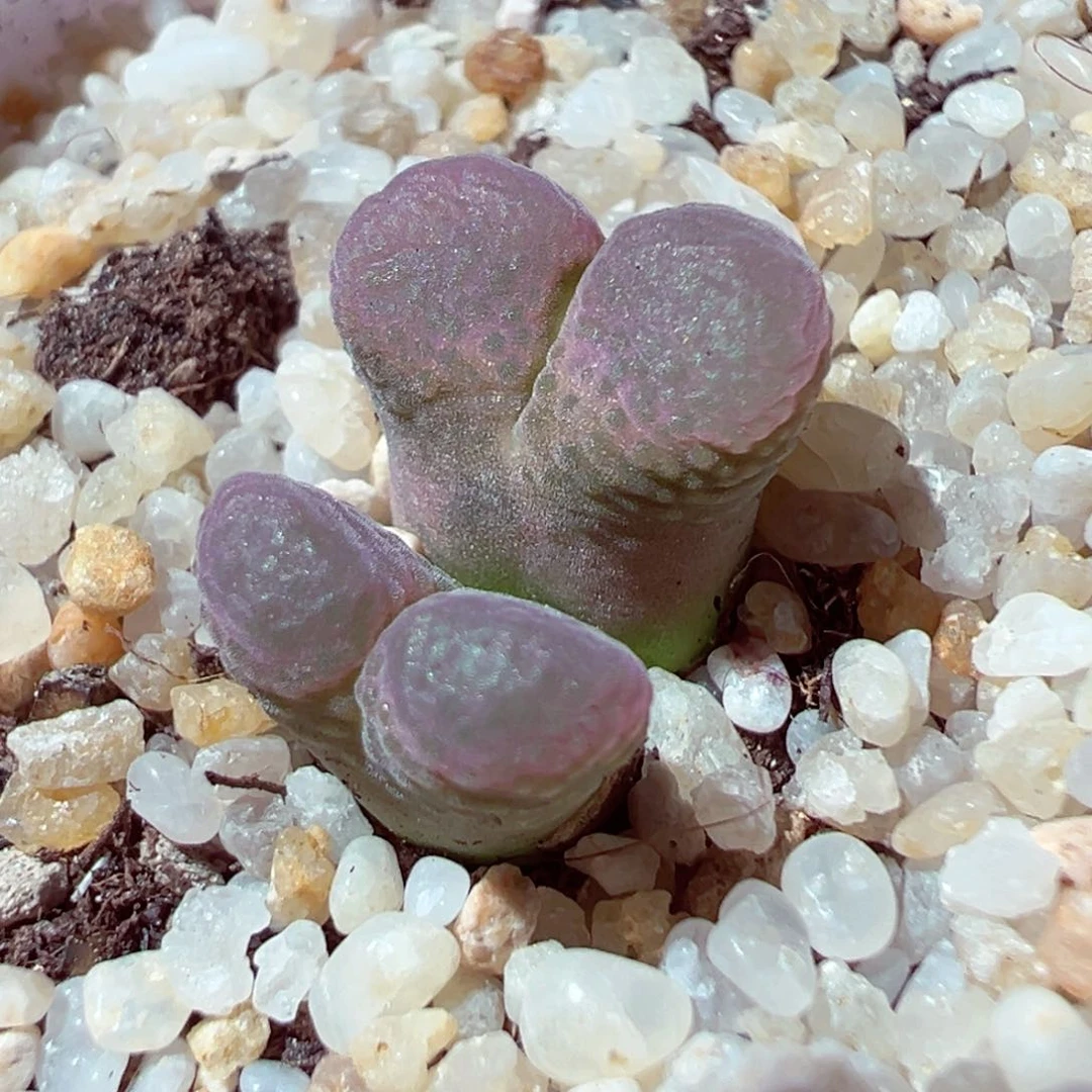 716-565多肉多肉日系风铃