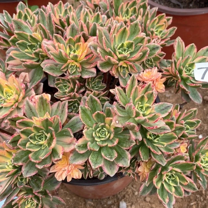 743多肉植物甜茶