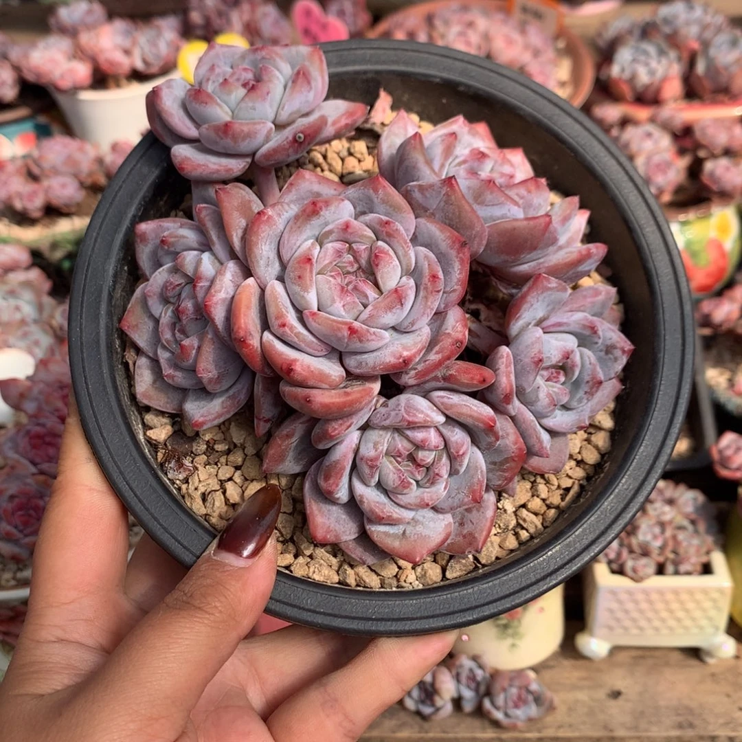 哈哈哈哈哈哈哈13