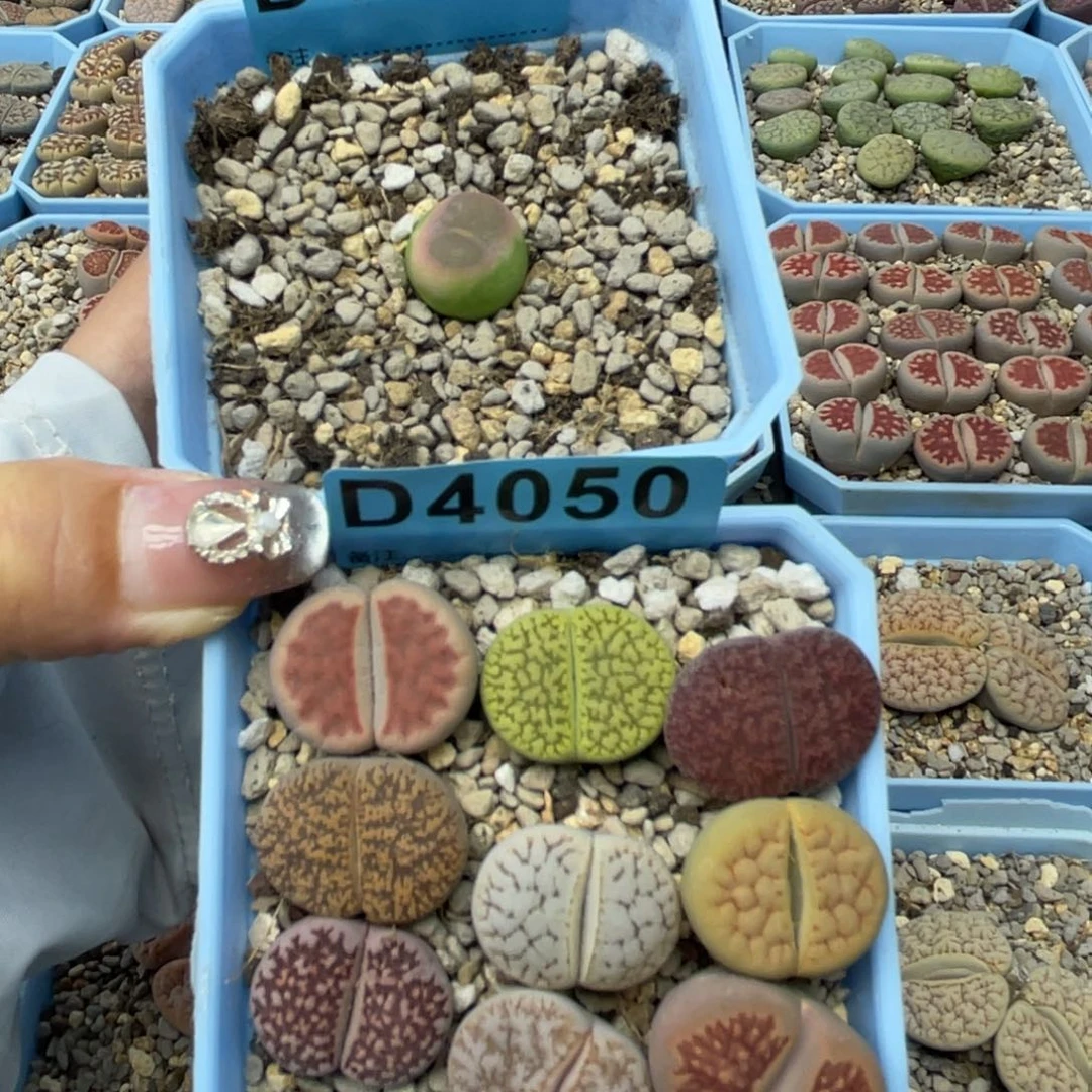 D***54054拉登15米4050彩拼10米