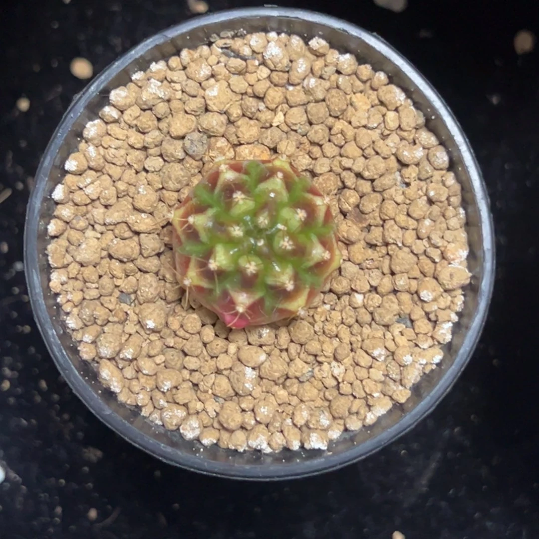 皮色球侧芽自根带盆土发货2厘米