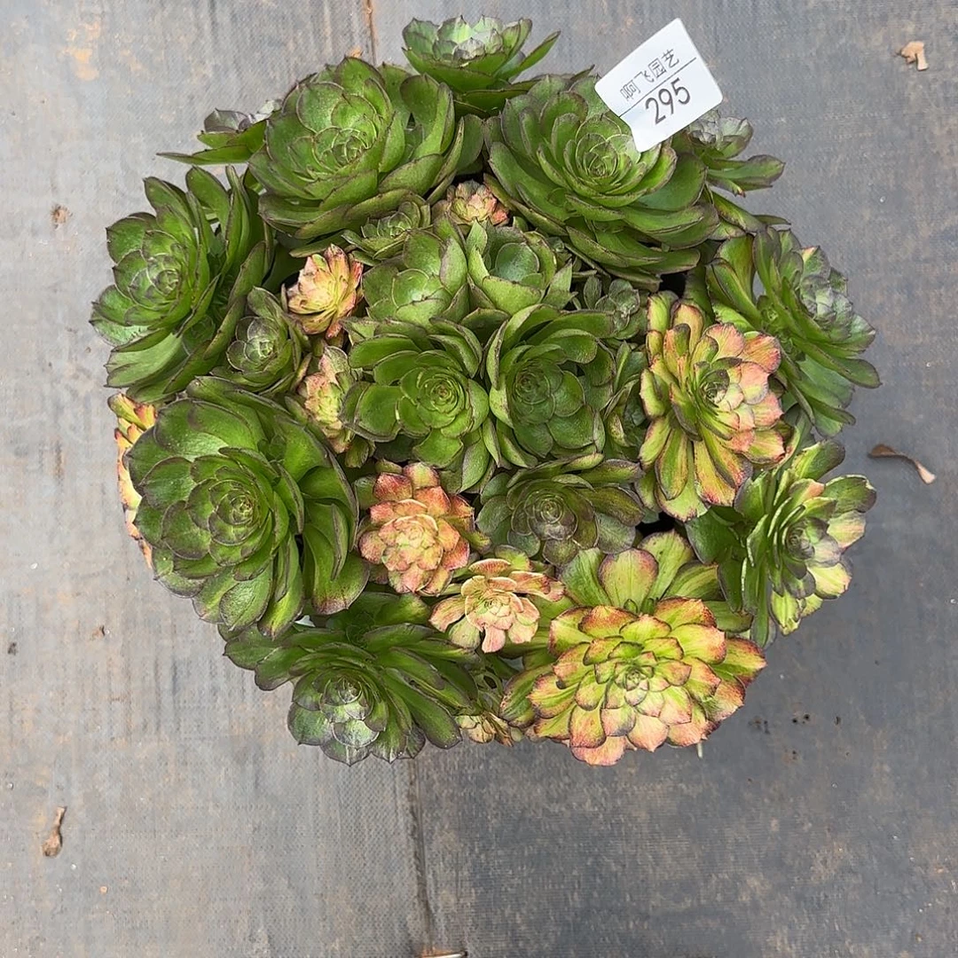 295多肉 海王七彩福利