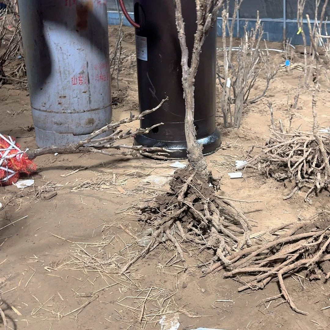 无花朵11111111111111111111111111