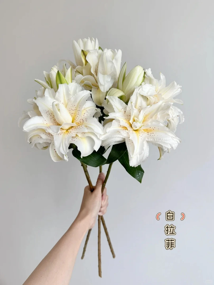 （曼曼）多头白拉菲重瓣百合5支  20%不售后  鲜花任意2单包邮