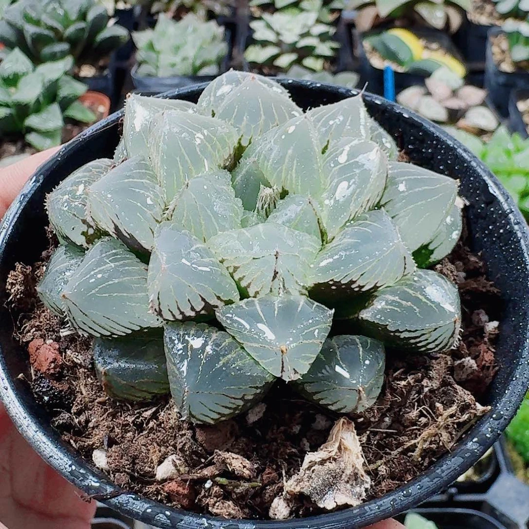 无花朵十二卷 糯米 母本福利
