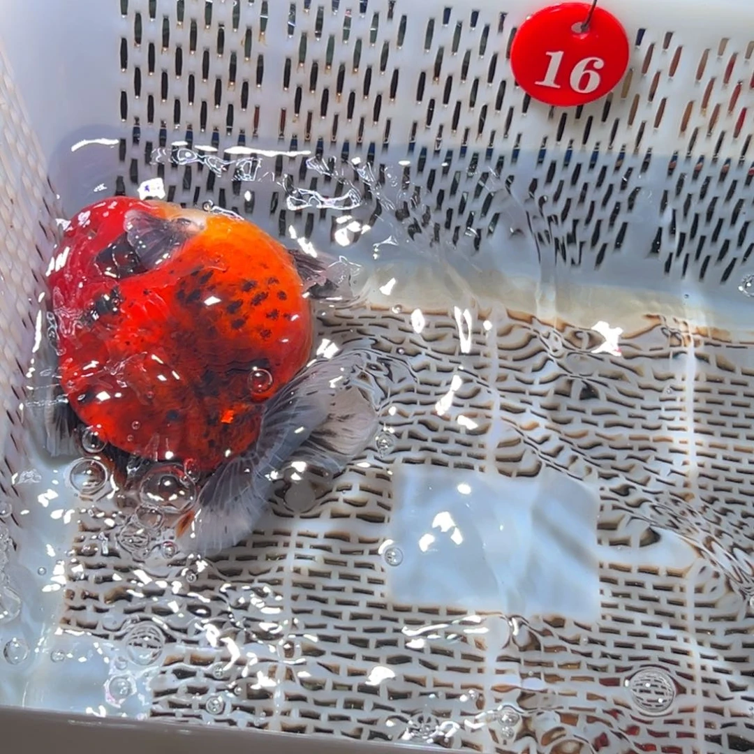 北***鲲海水鱼微瑕都没买就给她换