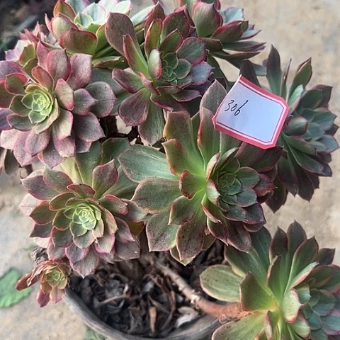 多肉植物万黄锦306