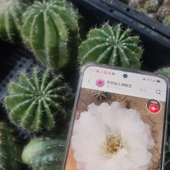 仙人球彩草冰可可侧芽