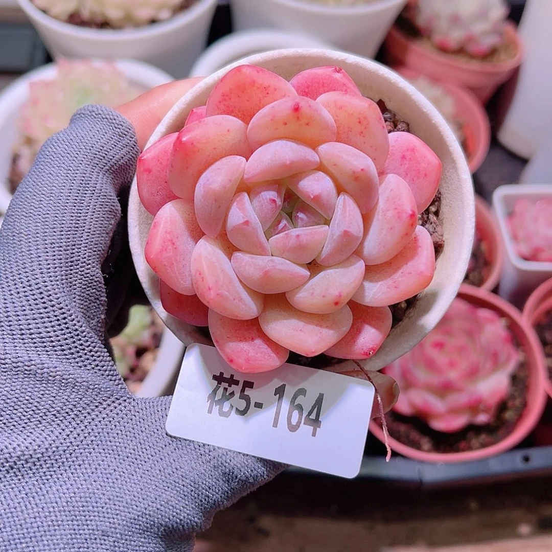 花05-164刚毅单头