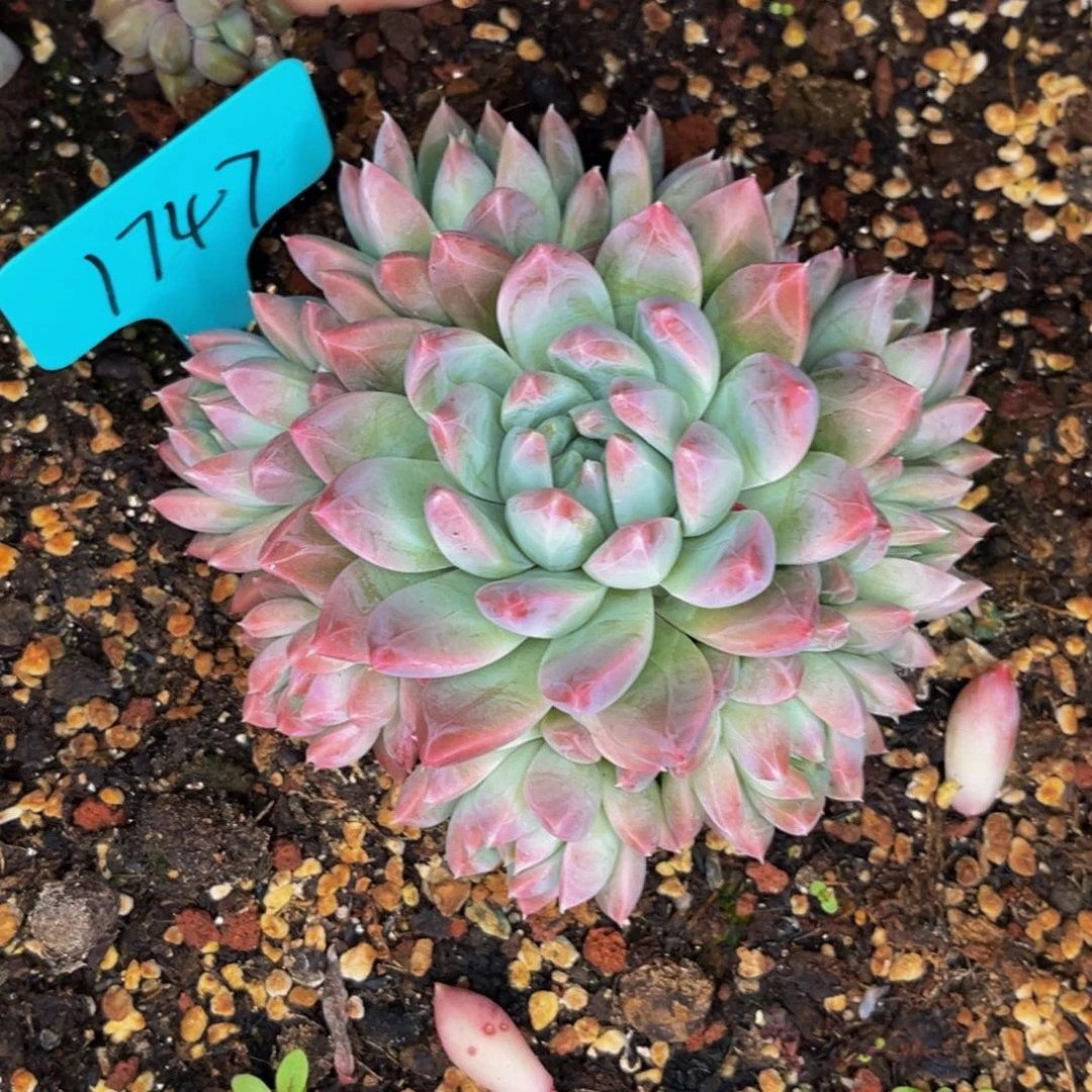 1747号晚上多肉植物群生多肉