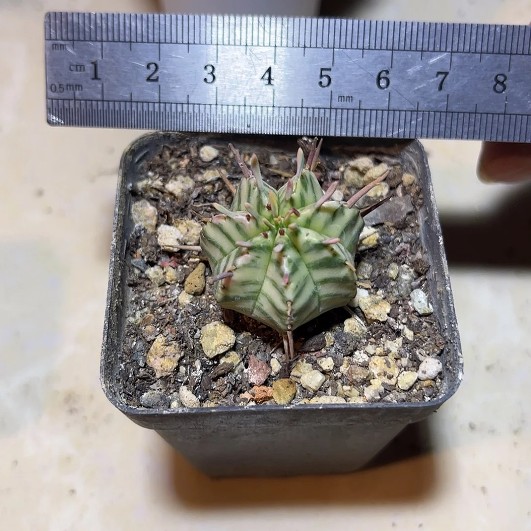 斑马锦仙人球一物一拍