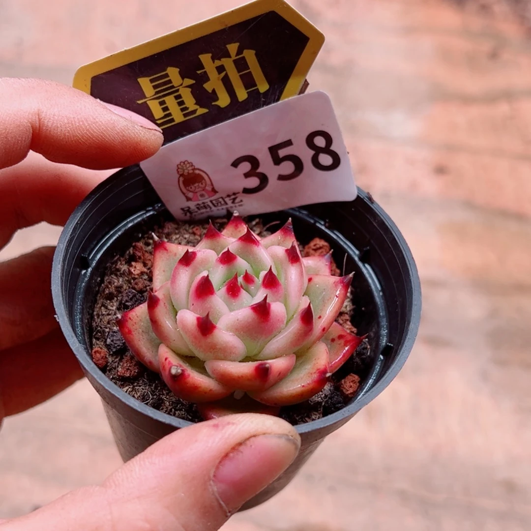 当前无花朵，栽培后可花朵