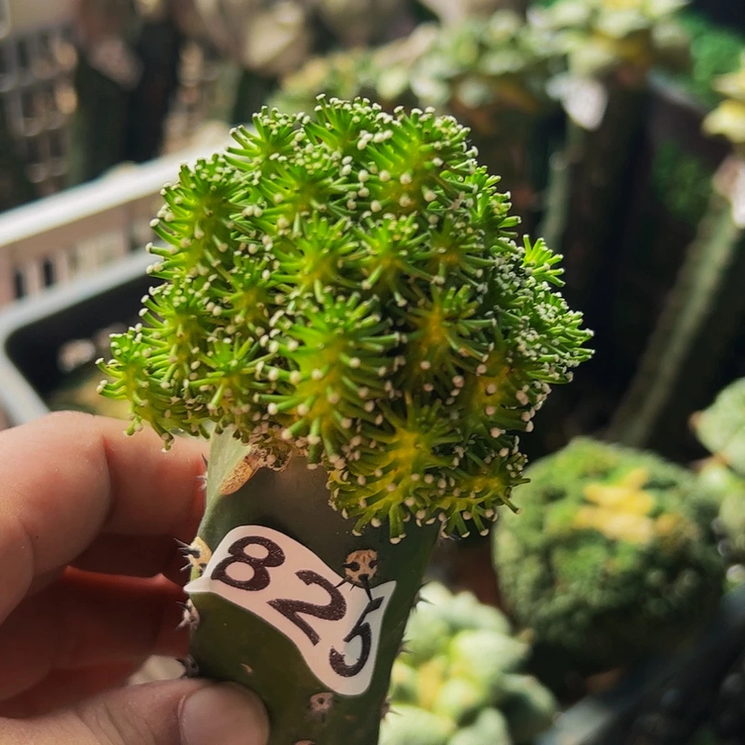 无花朵福利松针牡丹825