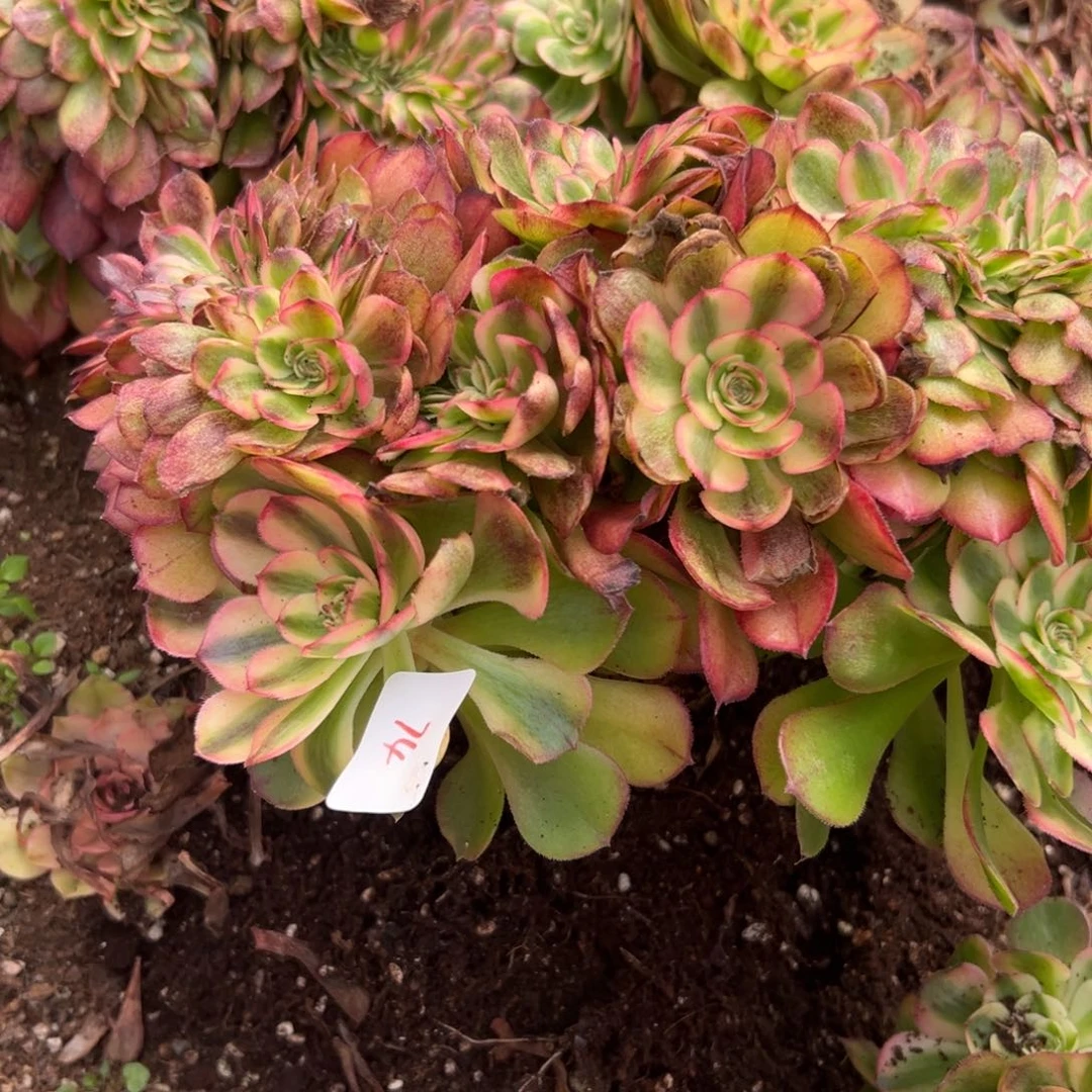 74荔枝缀多肉嘻嘻多肉