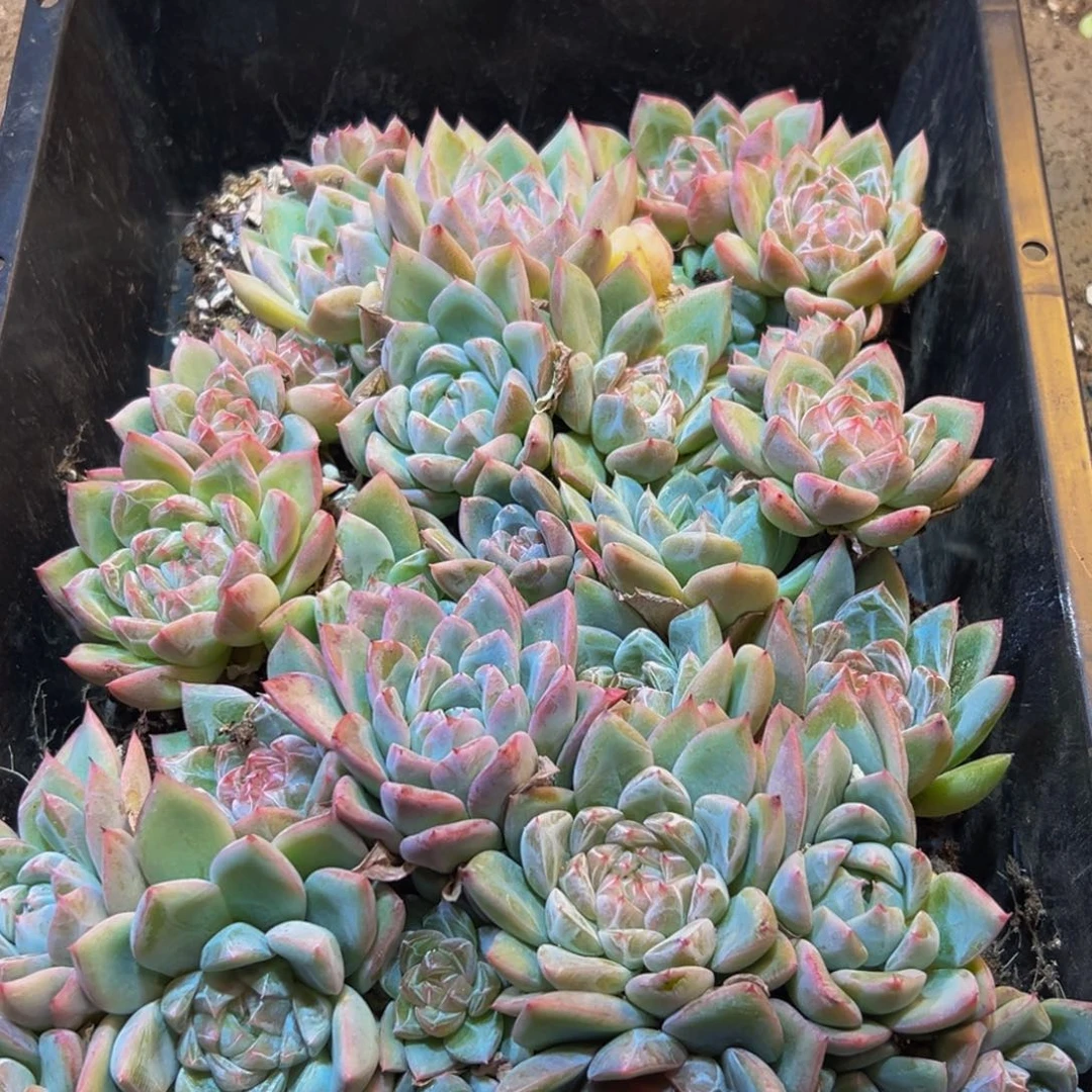 679小风风光光vv不会宝贝