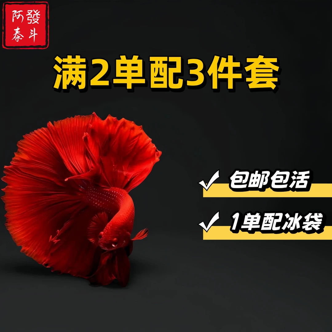 C4精品泰国小型热带淡水观赏斗鱼 好养耐活包邮包活不包损