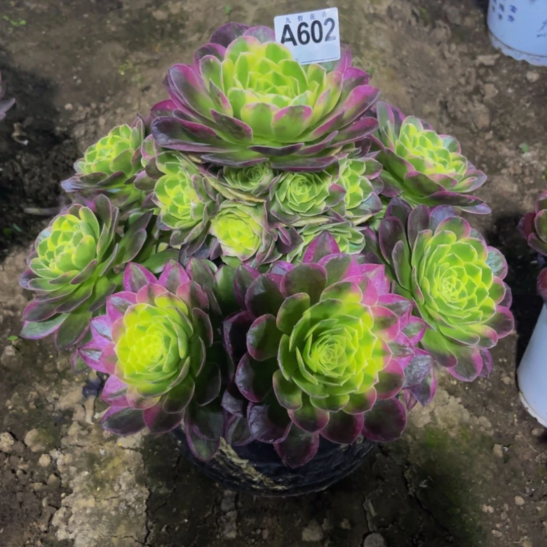 【闪购商品】60200