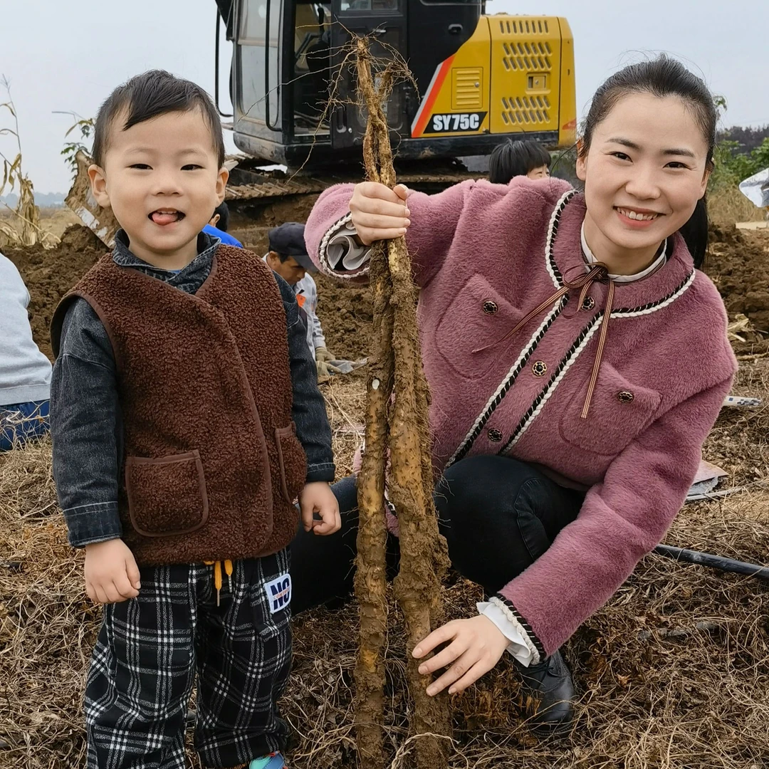 河南特产 焦作温县正宗铁棍山药 垆土山药 高品质山药