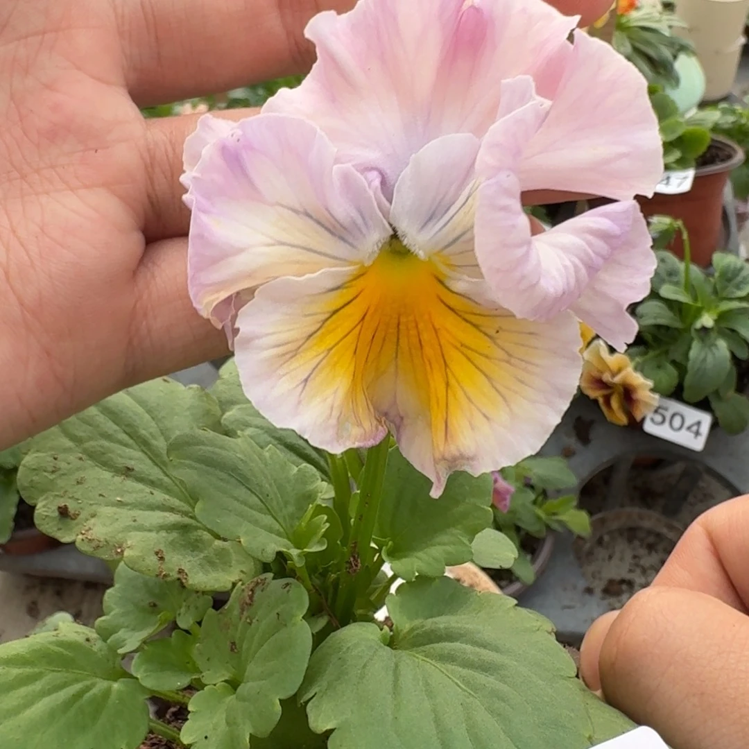 大部分花苞少量开放649