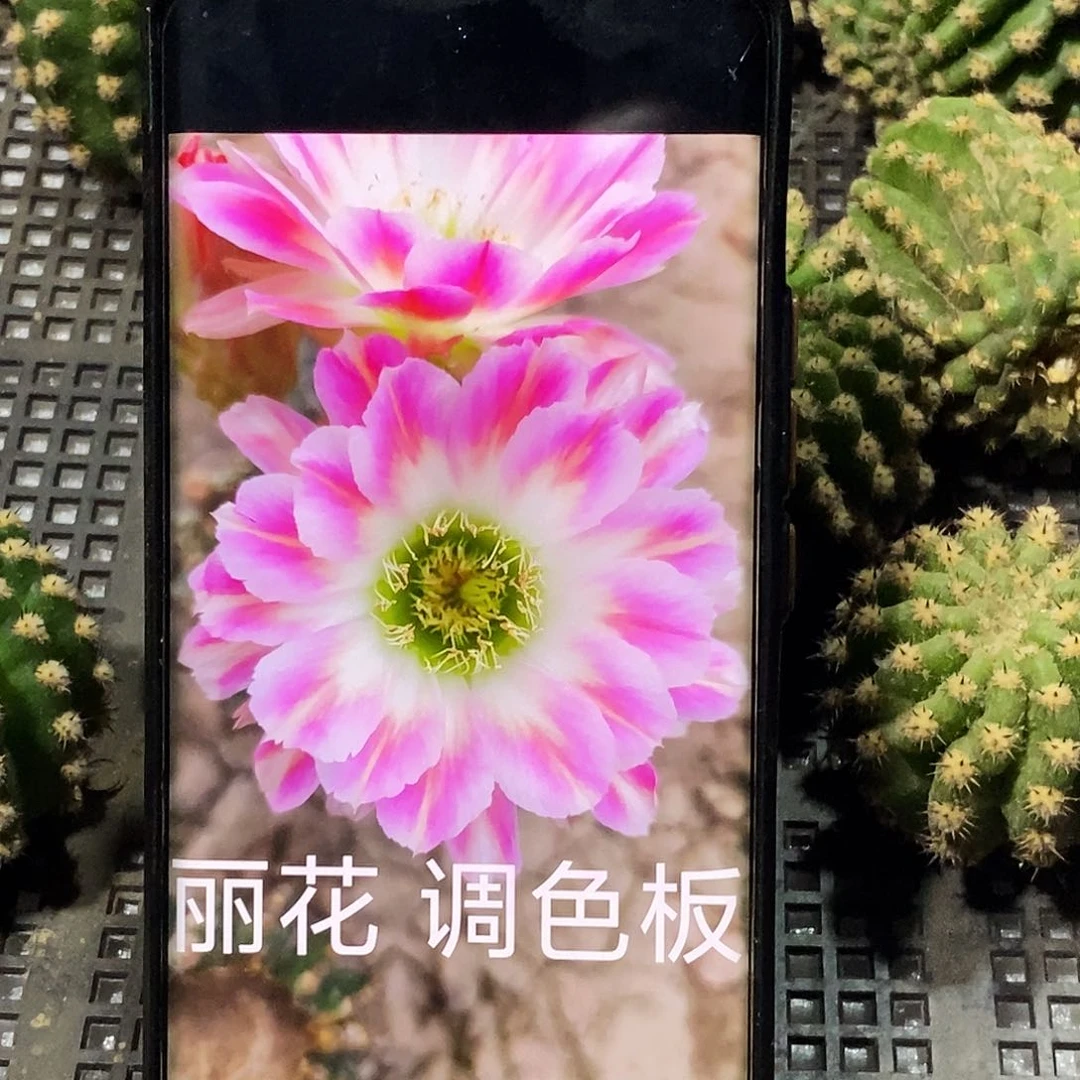 丽调色板侧芽歪20包邮/4–5公分